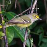 White-eyed Vireo (image by Leo Garrigues)