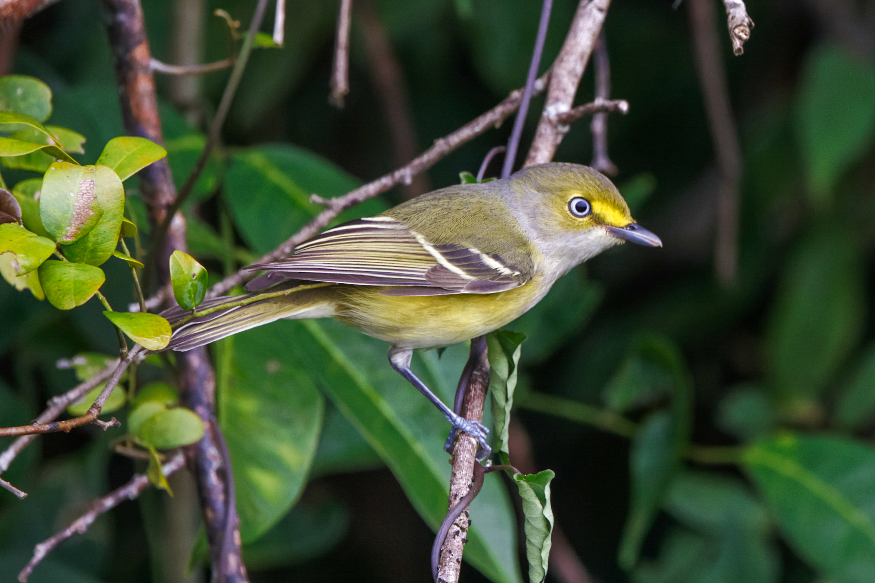 White-eyed Vireo (image by Leo Garrigues)