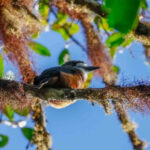 White-faced Nunbird (image by Antonio Cortizo)