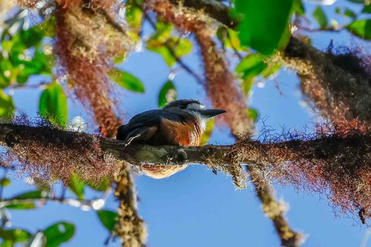 White-faced Nunbird (image by Antonio Cortizo)