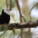 White-headed Woodpecker (image by Sjoerd Radstaak)