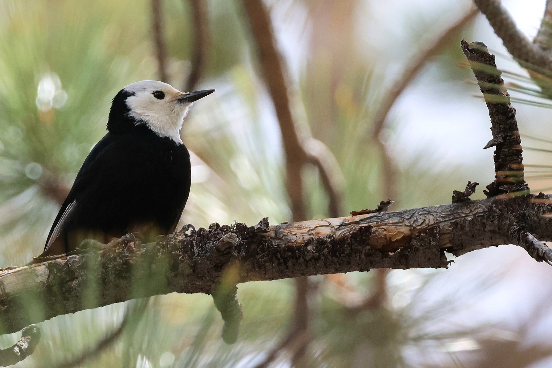 White-headed Woodpecker (image by Sjoerd Radstaak)