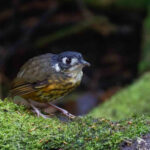 White-lored Antpitta (image by Antonio Cortizo)
