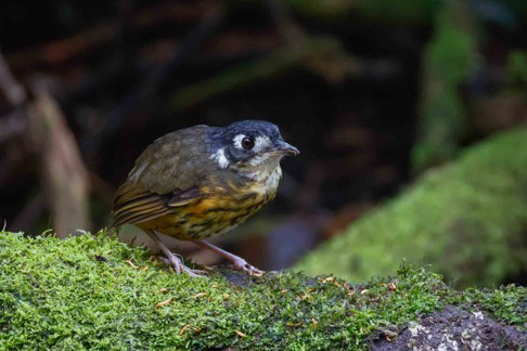 White-lored Antpitta (image by Antonio Cortizo)