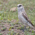 White-rumped Snowfinch (image by Pete Morris)