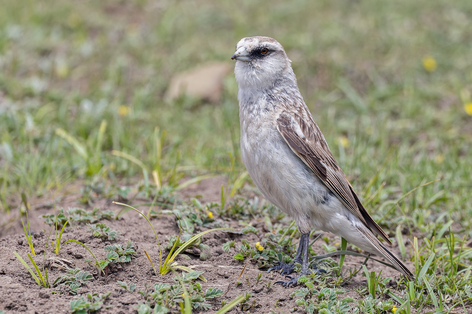 White-rumped Snowfinch (image by Pete Morris)