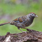 White-speckled Laughingthrush (image by Pete Morris)