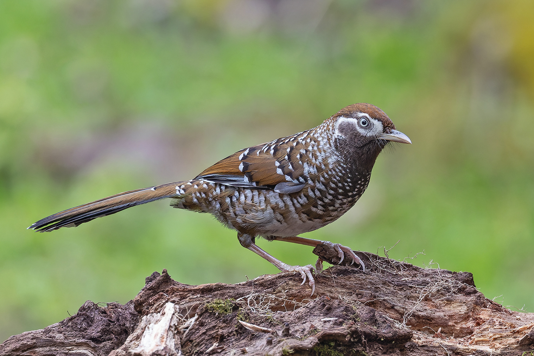White-speckled Laughingthrush (image by Pete Morris)