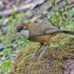 White-throated Laughingthrush (image by Pete Morris)