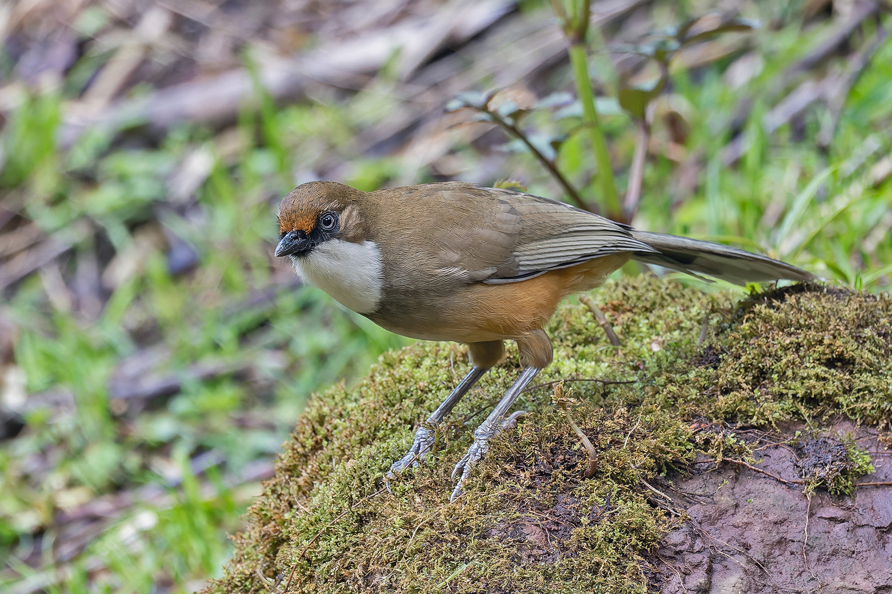 White-throated Laughingthrush (image by Pete Morris)