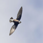 White-throated Needletail (image by Pete Morris)