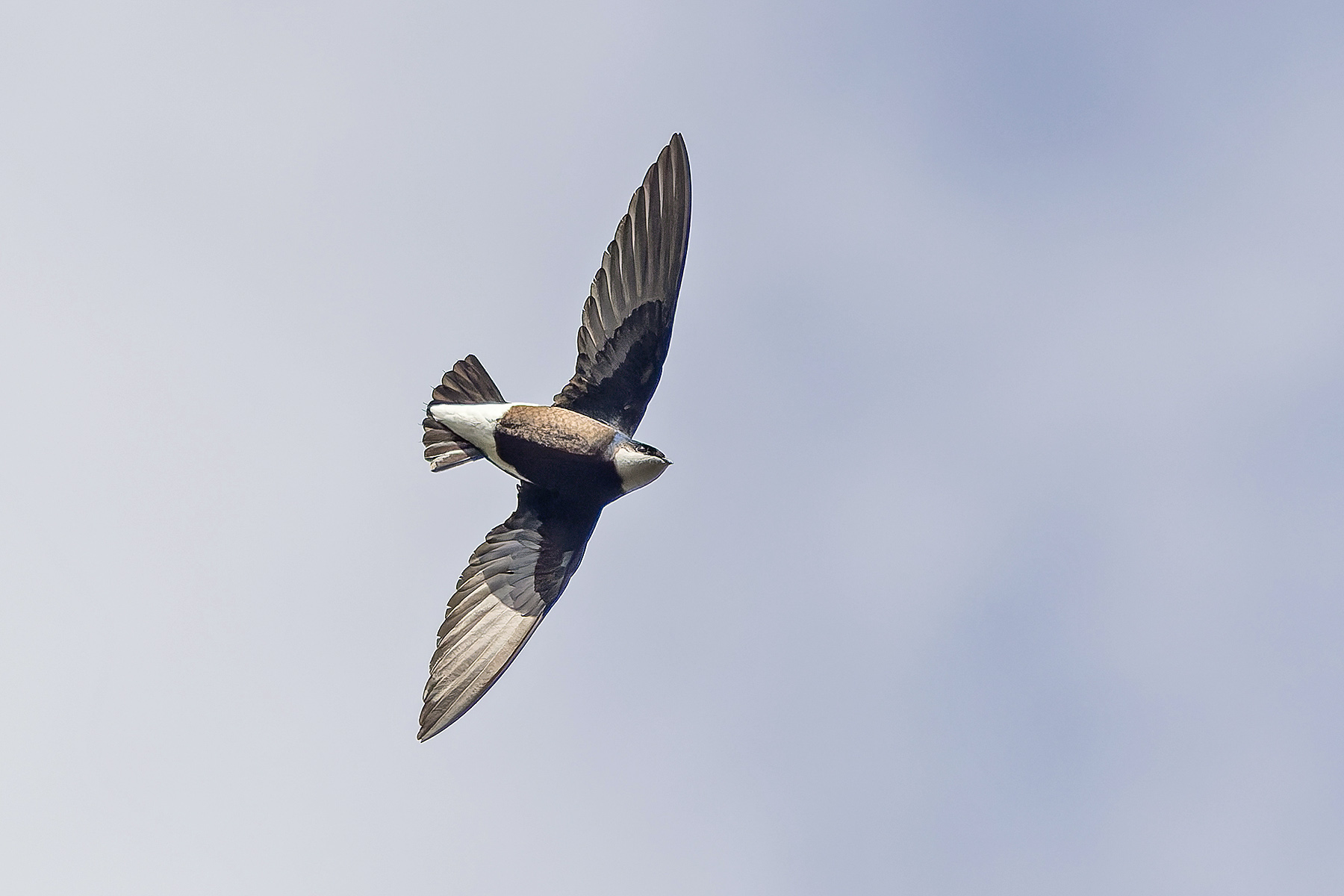 White-throated Needletail (image by Pete Morris)