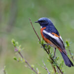 White-throated Redstart (image by Pete Morris)