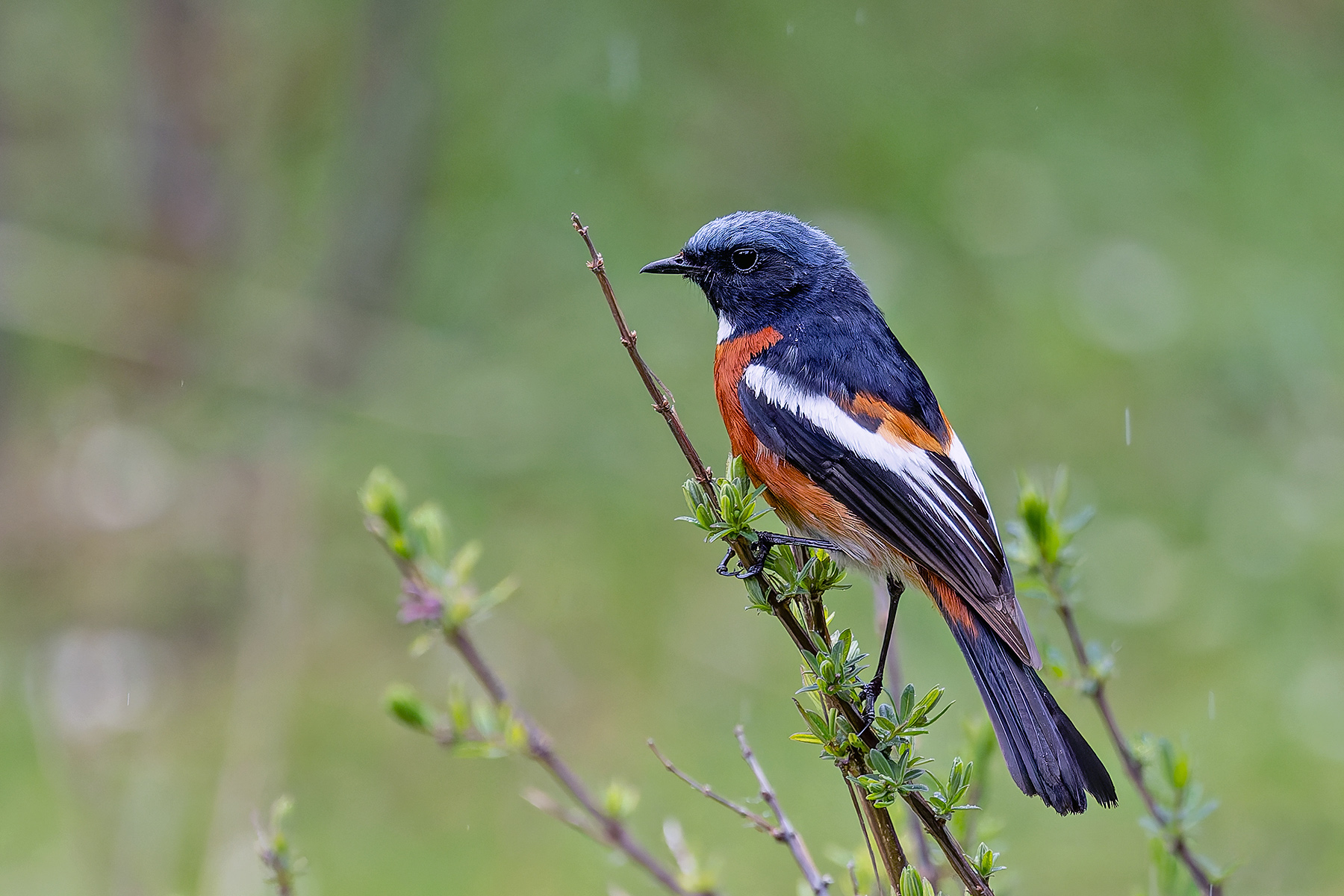White-throated Redstart (image by Pete Morris)