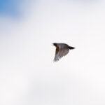 male White-throated Robin (image by Diedert Koppenol)