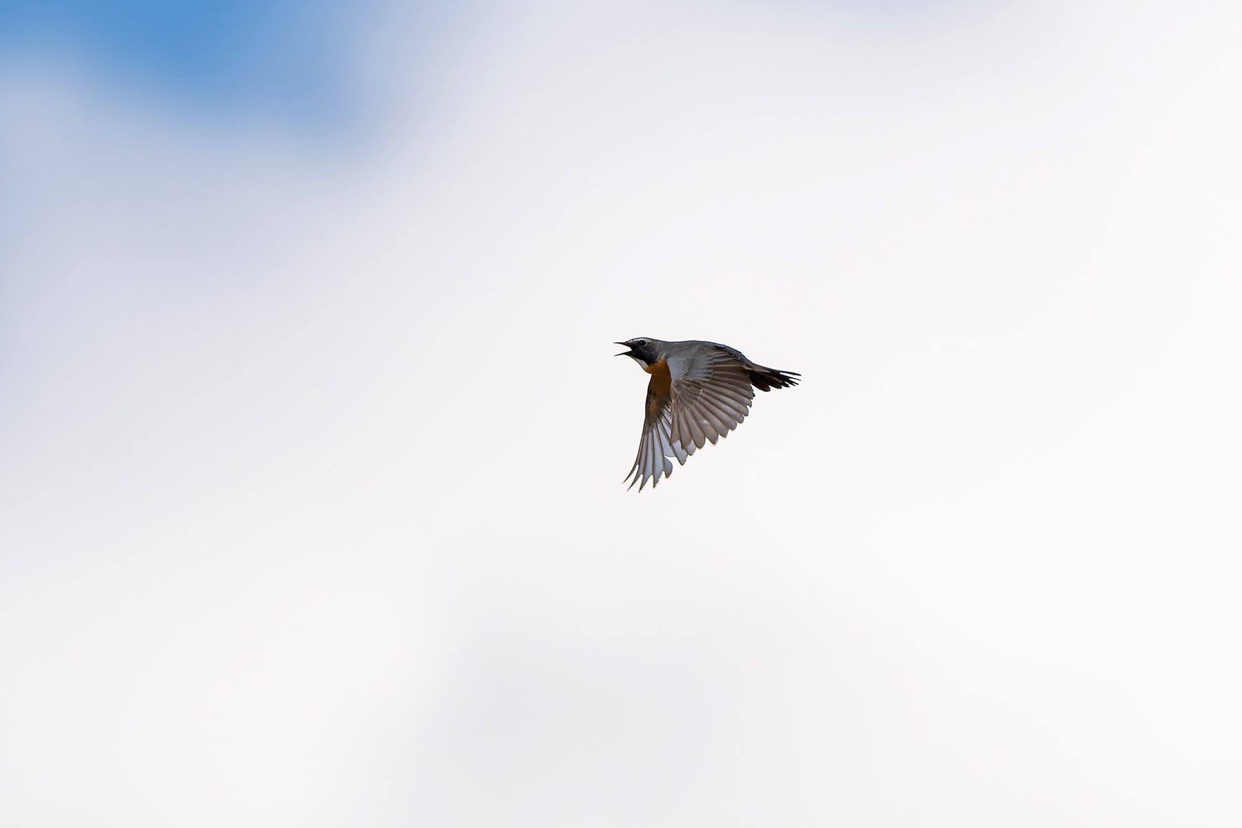 male White-throated Robin (image by Diedert Koppenol)