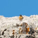 male White-throated Robin (image by Diedert Koppenol)