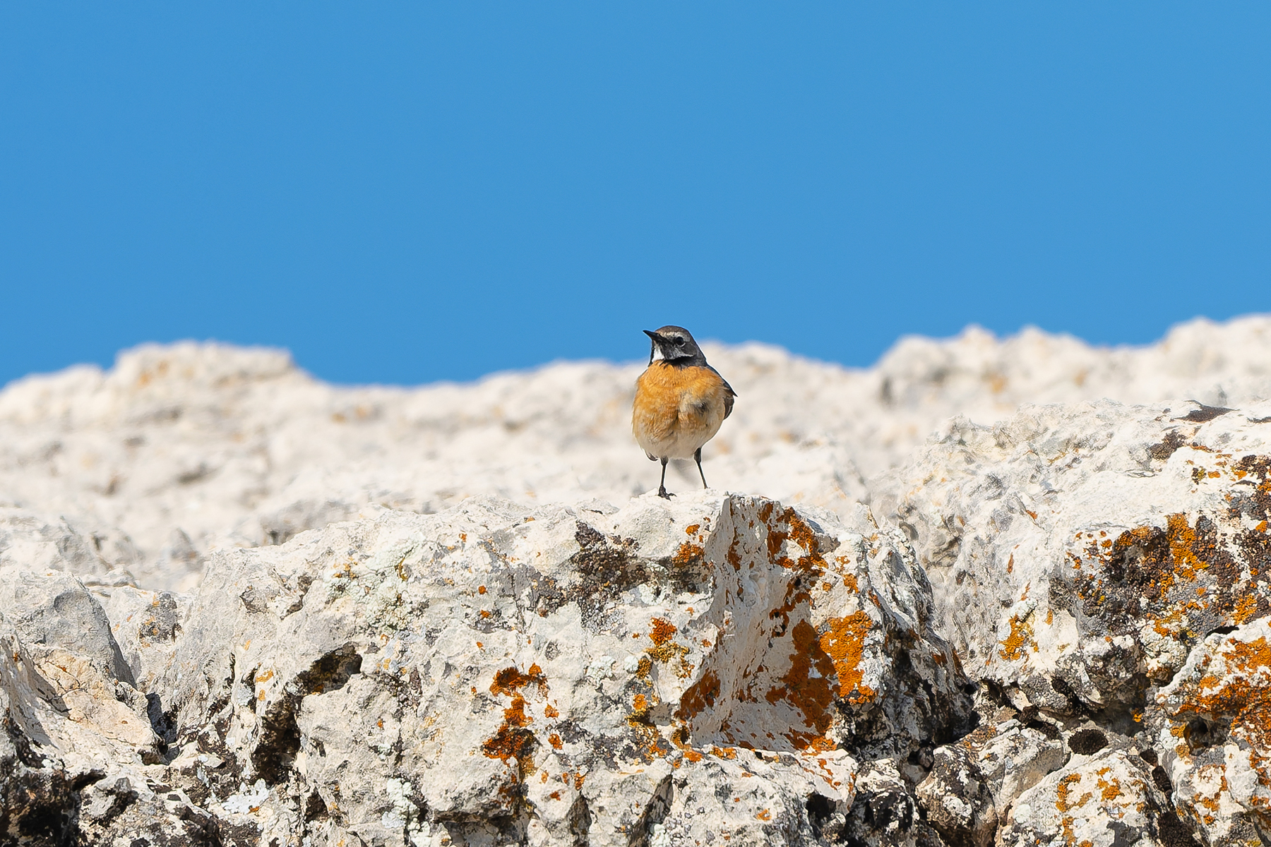 male White-throated Robin (image by Diedert Koppenol)