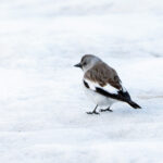 male White-winged Snowfinch (image by Diedert Koppenol)