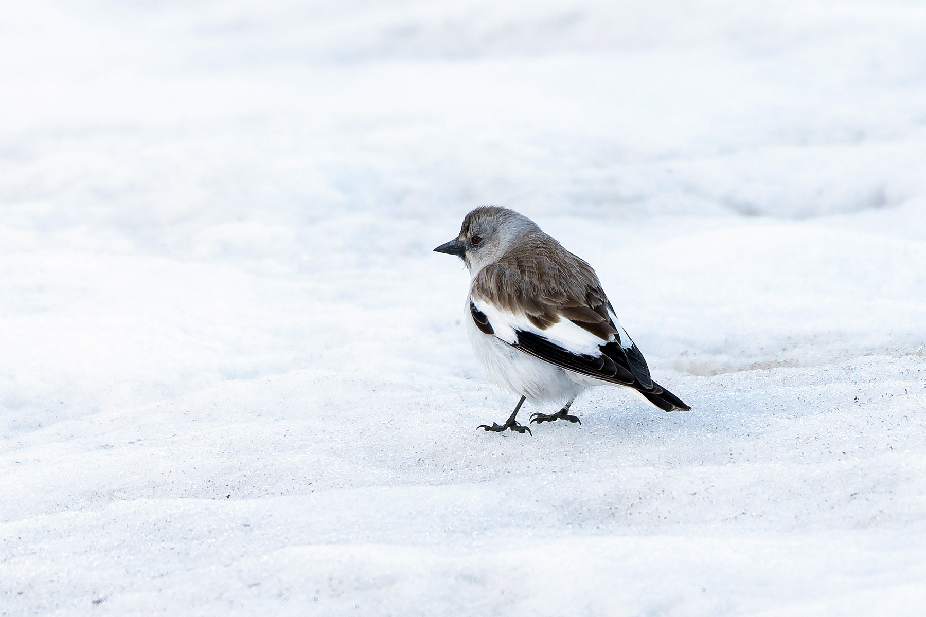 male White-winged Snowfinch (image by Diedert Koppenol)