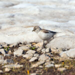 female White-winged Snowfinch (image by Diedert Koppenol)