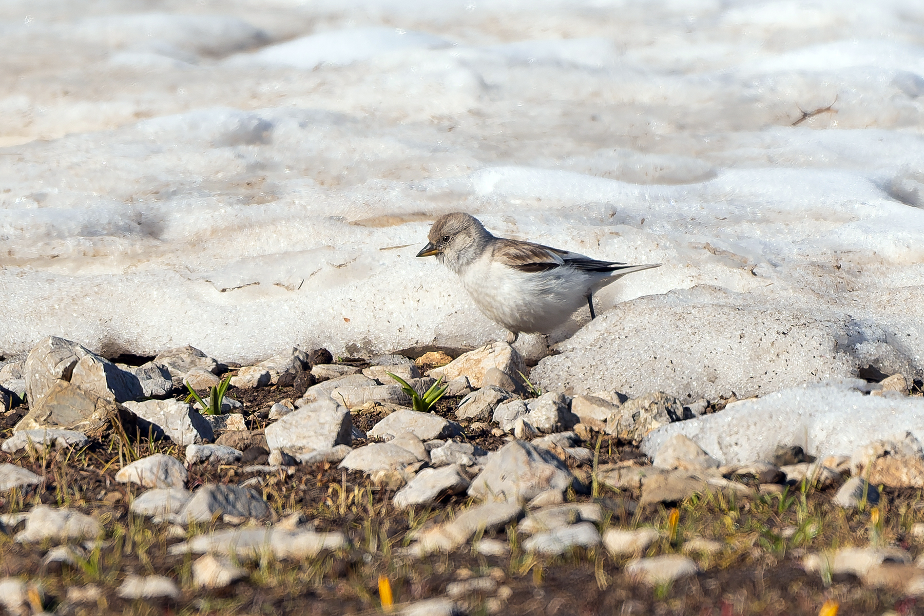 female White-winged Snowfinch (image by Diedert Koppenol)