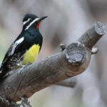 Williamson's Sapsucker (image by Sjoerd Radstaak)