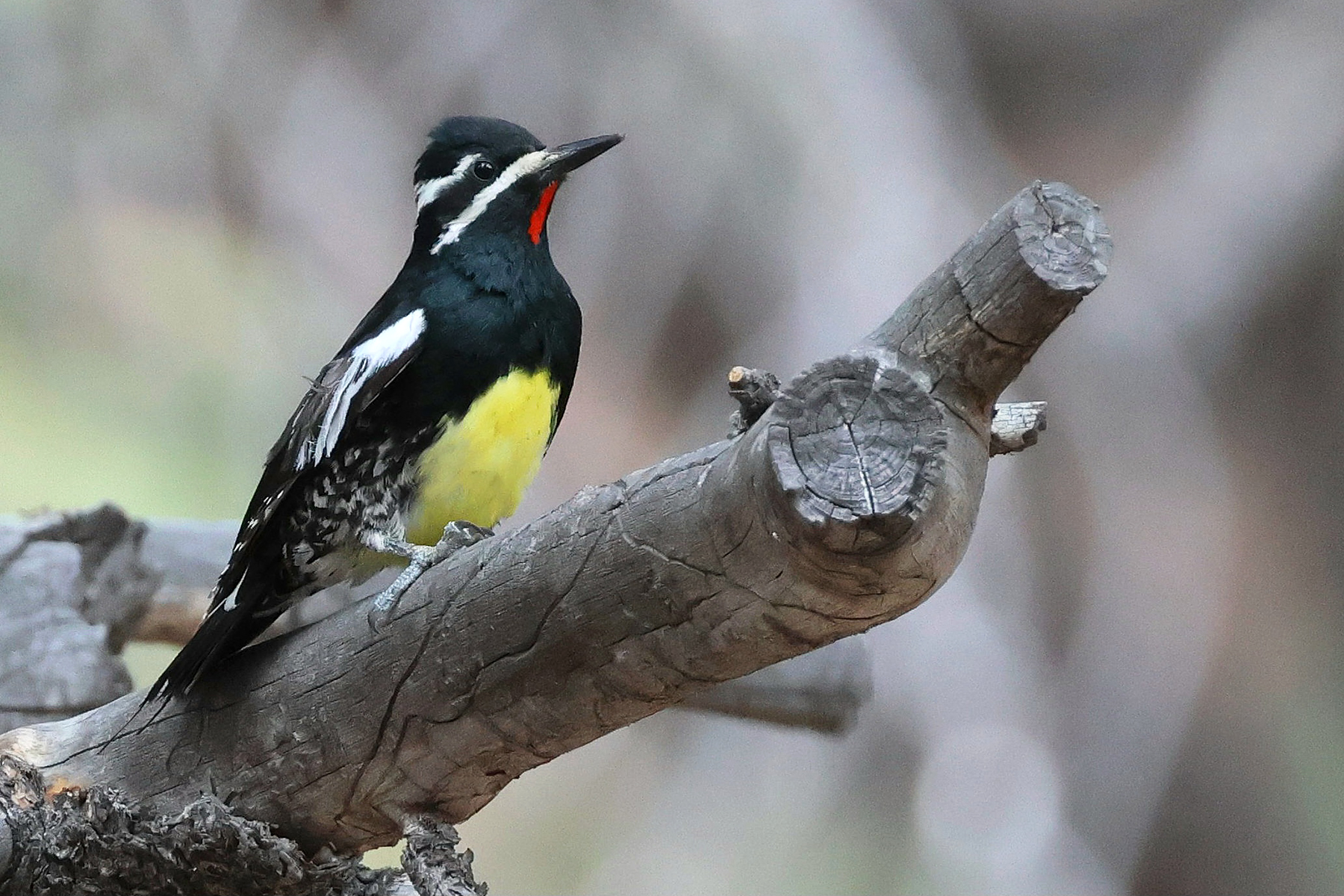 Williamson's Sapsucker (image by Sjoerd Radstaak)