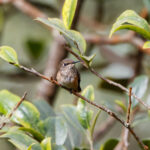 Wine-throated Hummingbird (image by Leo Garrigues)