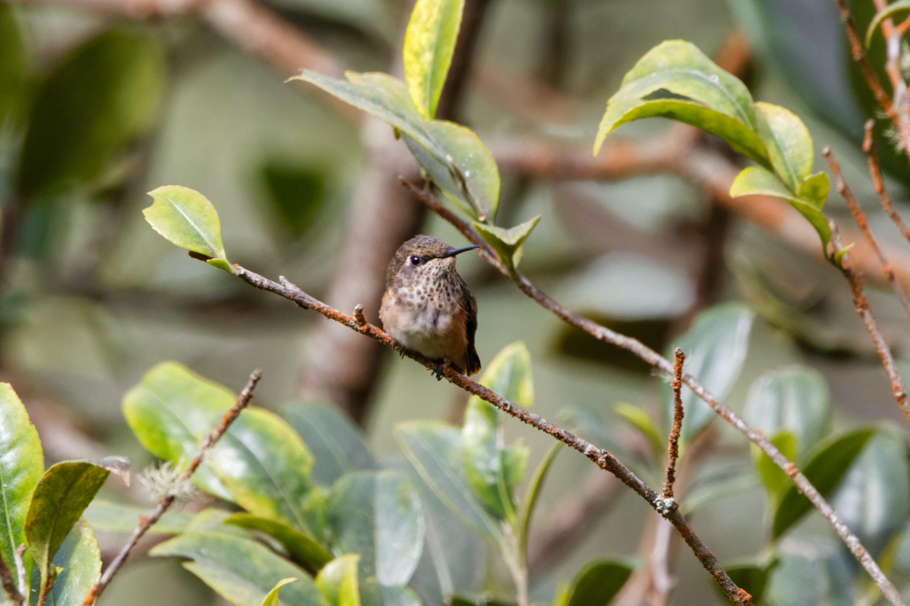 Wine-throated Hummingbird (image by Leo Garrigues)