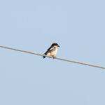 Woodchat Shrike (image by Diedert Koppenol)