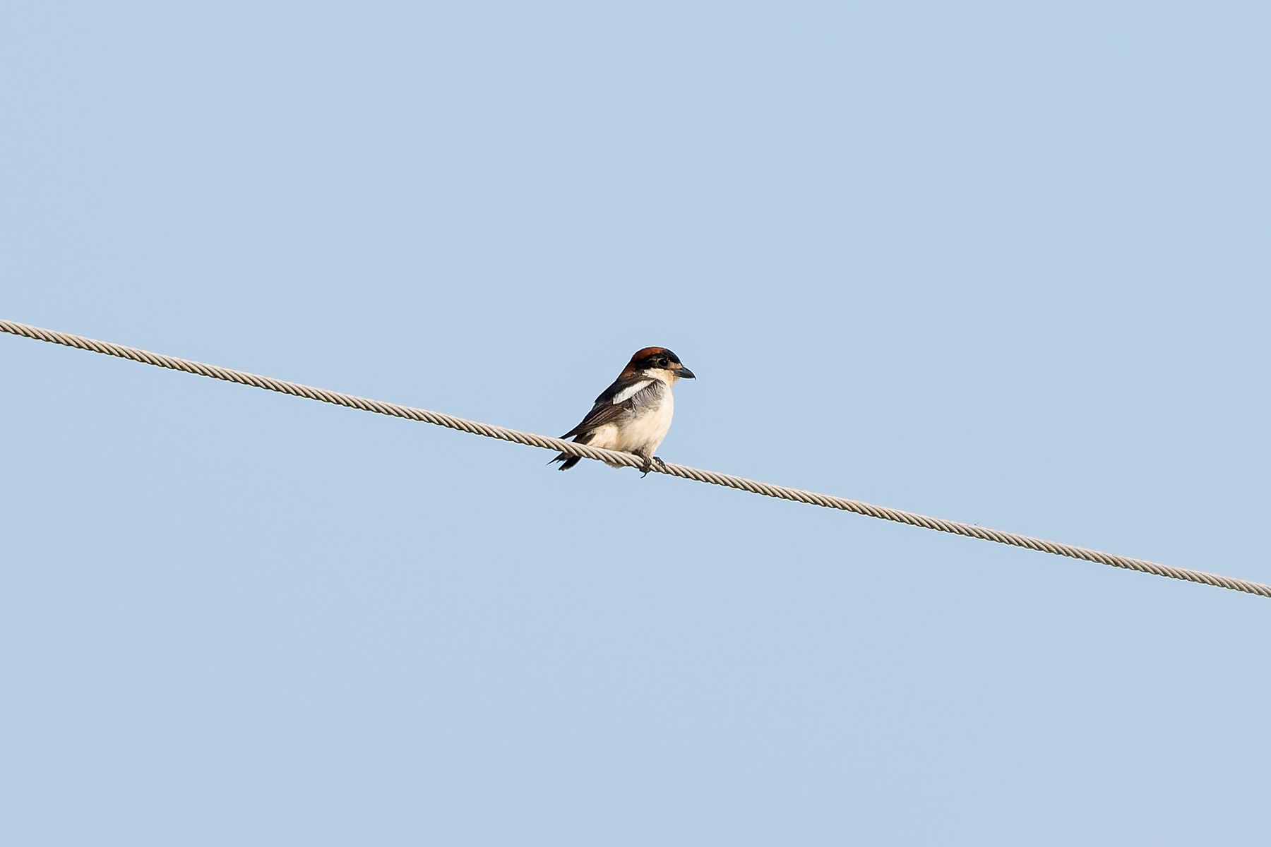 Woodchat Shrike (image by Diedert Koppenol)