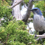 Woodhouse's Scrub Jay (image by Sjoerd Radstaak)