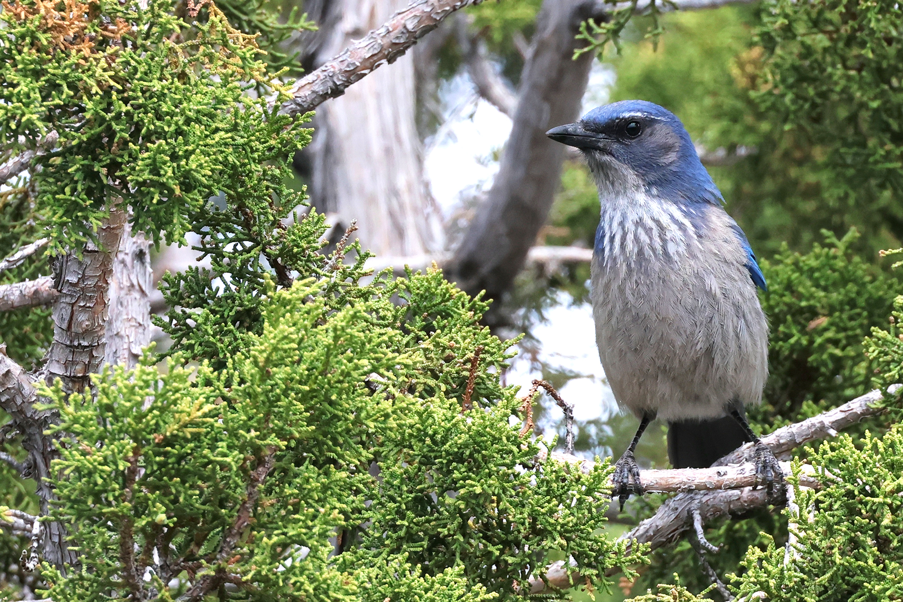 Woodhouse's Scrub Jay (image by Sjoerd Radstaak)