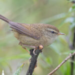 Yellow-bellied Bush Warbler (image by Pete Morris)