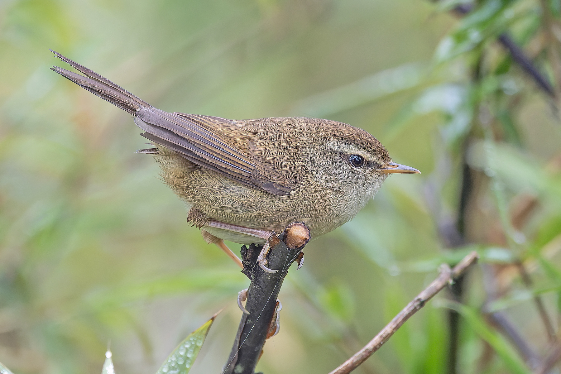 Yellow-bellied Bush Warbler (image by Pete Morris)