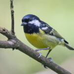 Yellow-bellied Tit (image by Pete Morris)