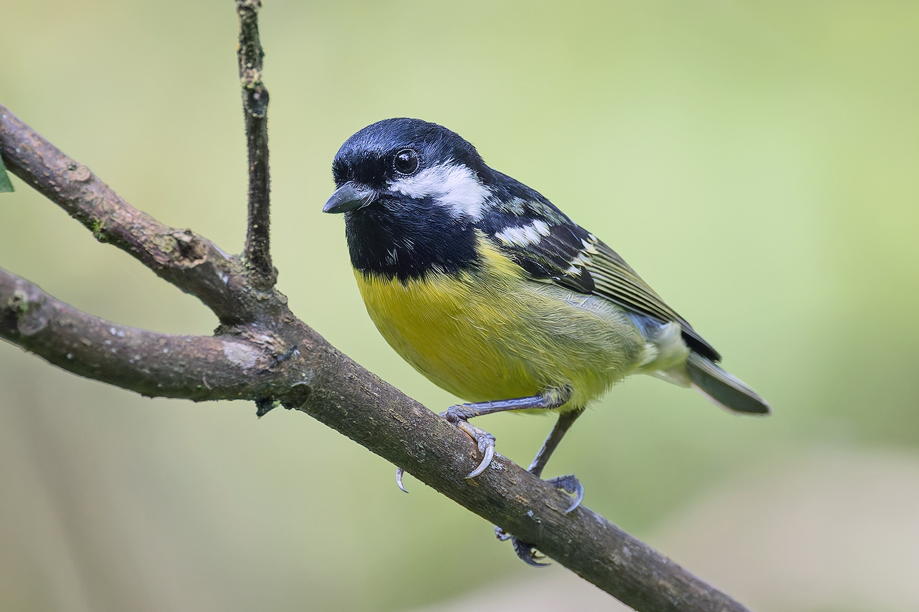 Yellow-bellied Tit (image by Pete Morris)