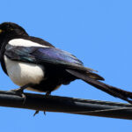 Yellow-billed Magpie (image by Sjoerd Radstaak)