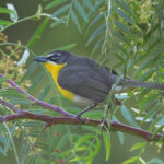 Yellow-breasted Chat (image by Sjoerd Radstaak)