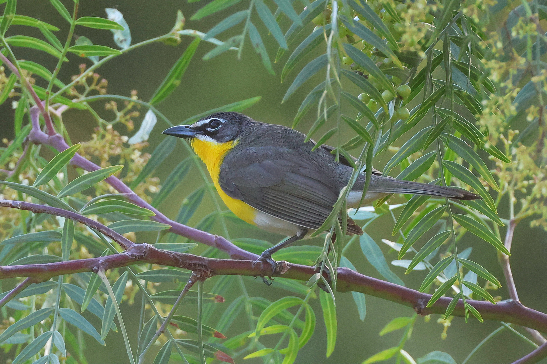 Yellow-breasted Chat (image by Sjoerd Radstaak)