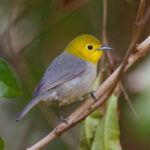 Yellow-headed Warbler (image by Leo Garrigues)