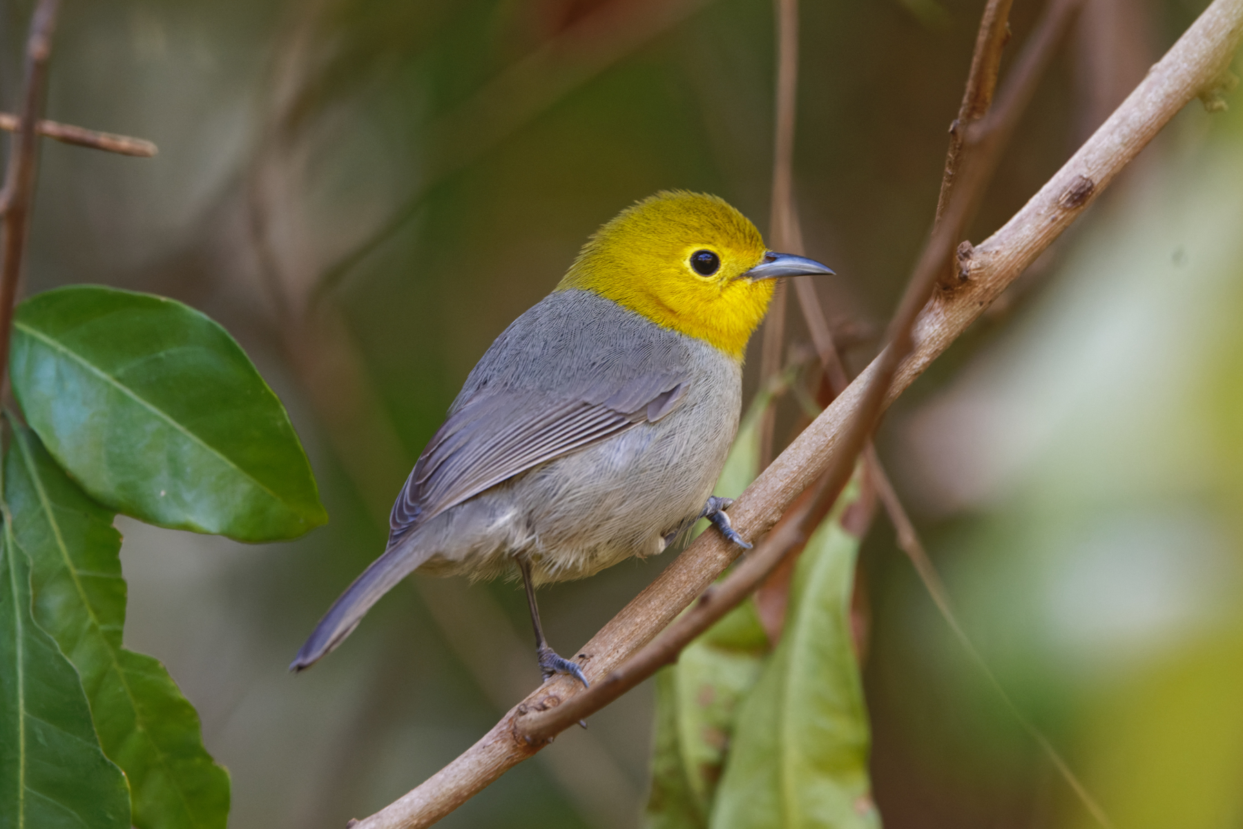 Yellow-headed Warbler (image by Leo Garrigues)