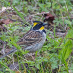 Yellow-throated Bunting (image by Pete Morris)