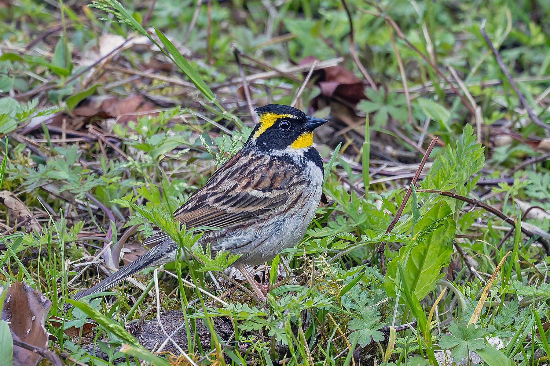 Yellow-throated Bunting (image by Pete Morris)