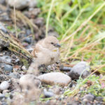 Yellow-throated Sparrow (image by Diedert Koppenol)