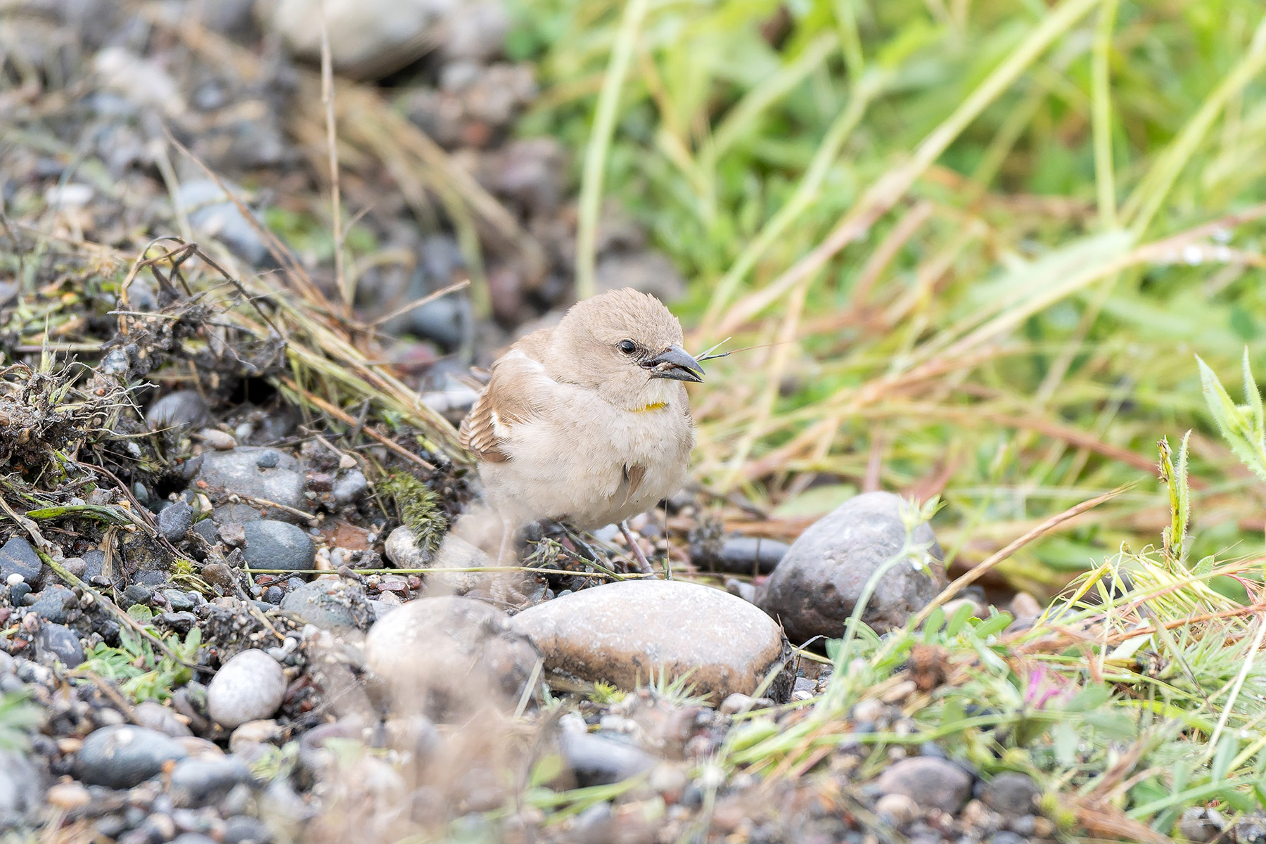 Yellow-throated Sparrow (image by Diedert Koppenol)