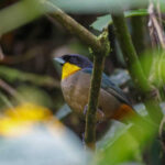Yellow-throated Tanager (image by Antonio Cortizo)