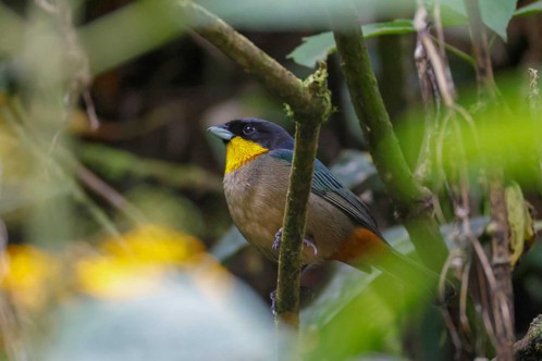 Yellow-throated Tanager (image by Antonio Cortizo)