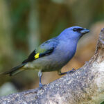 Yellow-winged Tanager (image by Leo Garrigues)